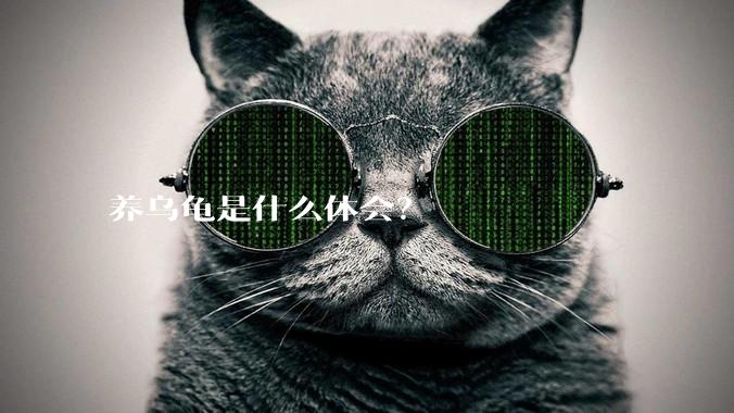 养乌龟是什么体会?